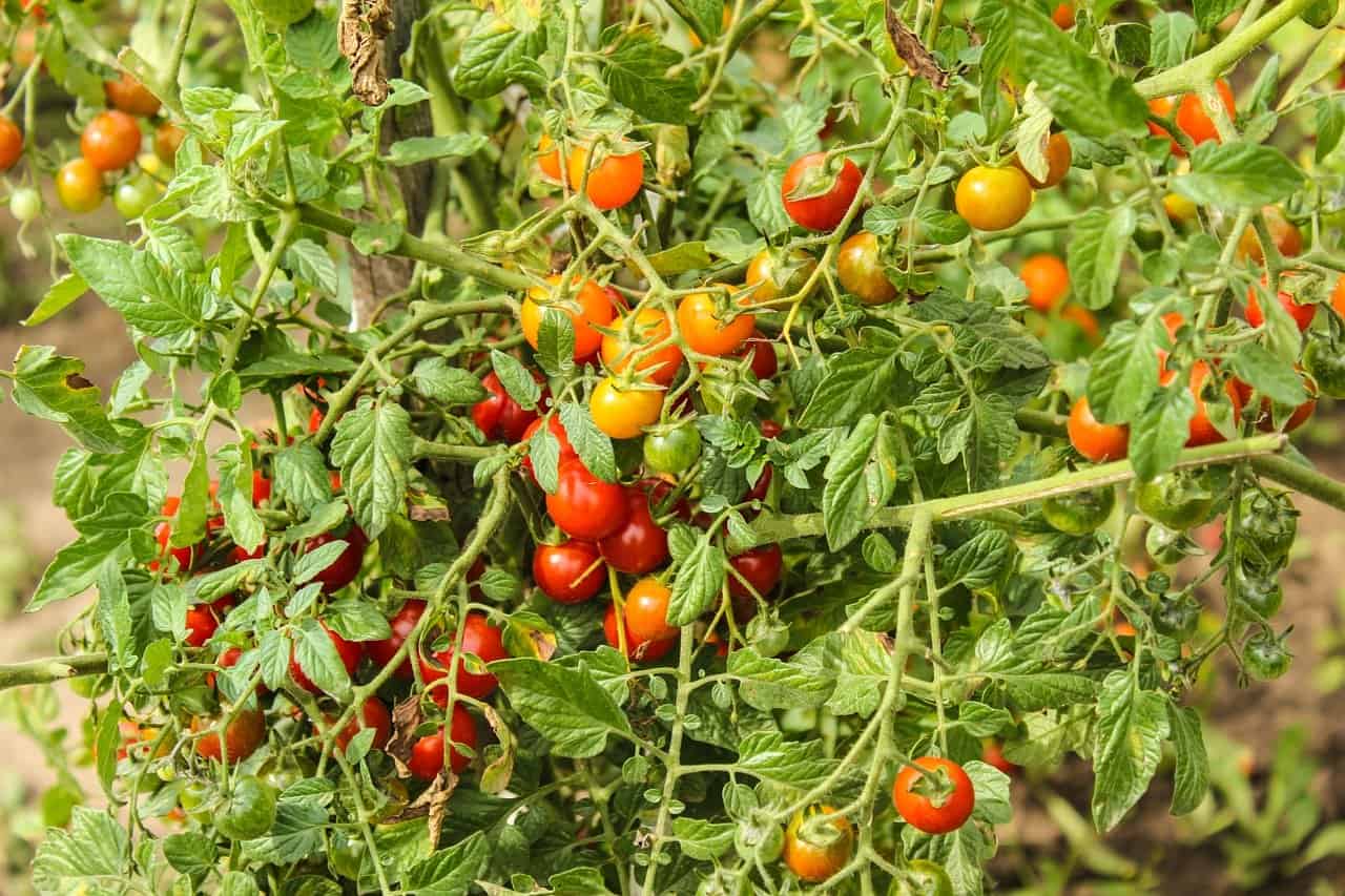 when summer tomatoes take over your backyard