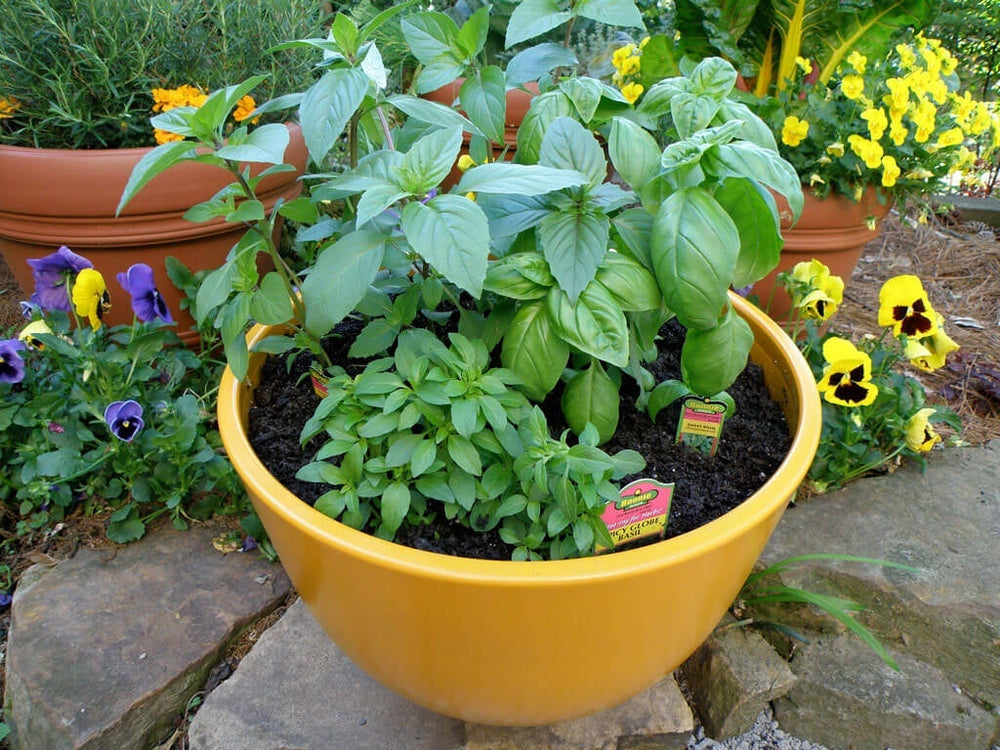 what to do with all that backyard basil?