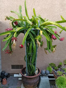 growing dragon fruit in pots: tradition meets trend