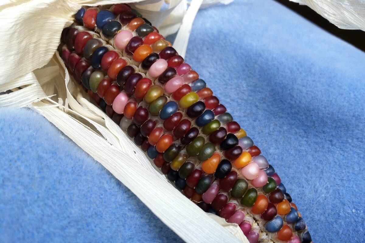 glass gem corn: tradition meets modern color in zone 5b