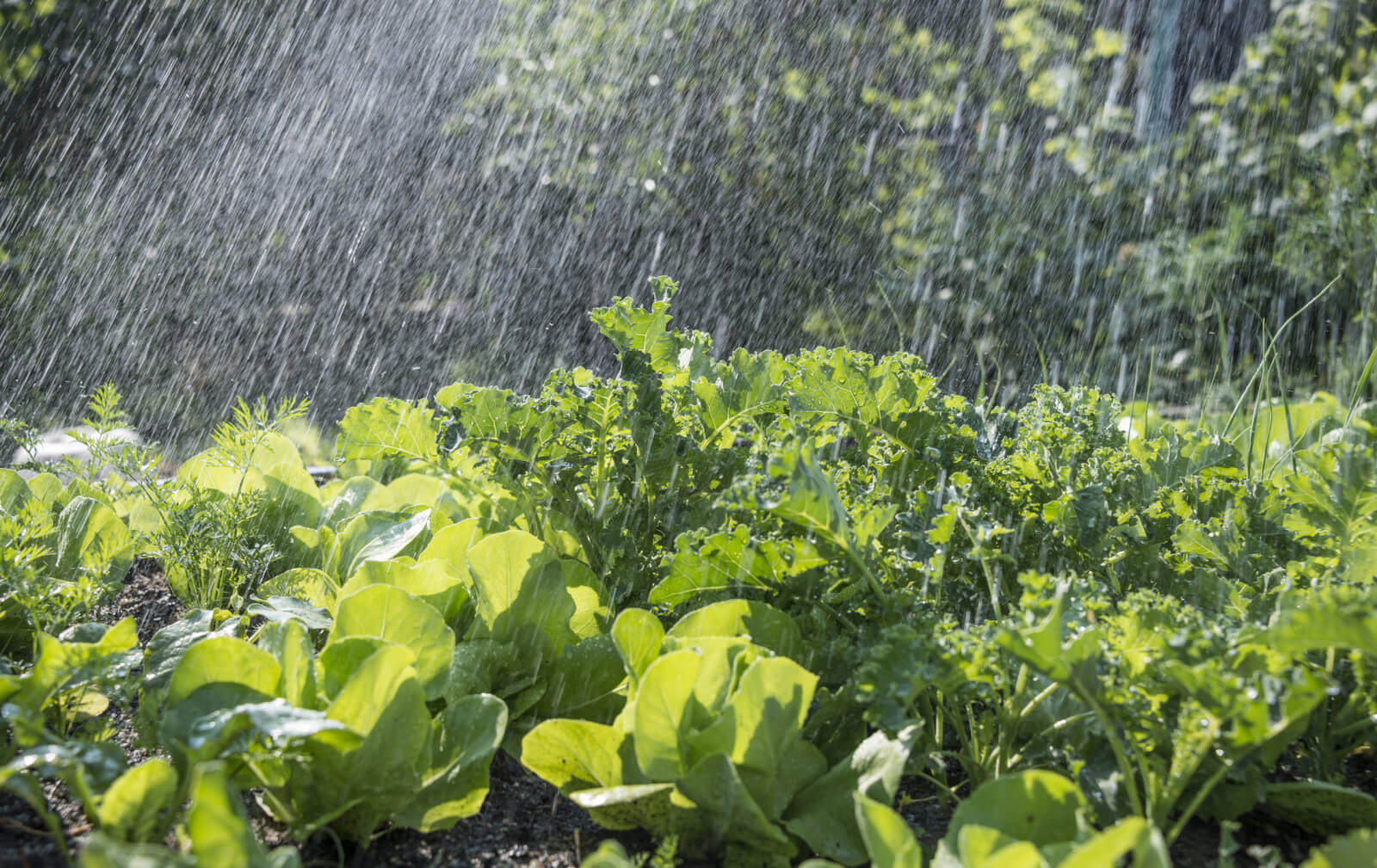 first homegrown corn: old ways vs. new gardens