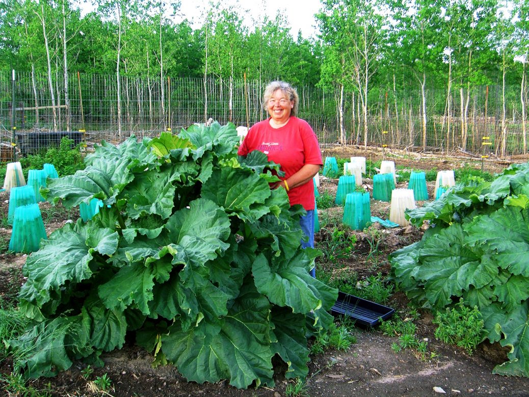 the rhubarb patch: three generations, one garden debate
