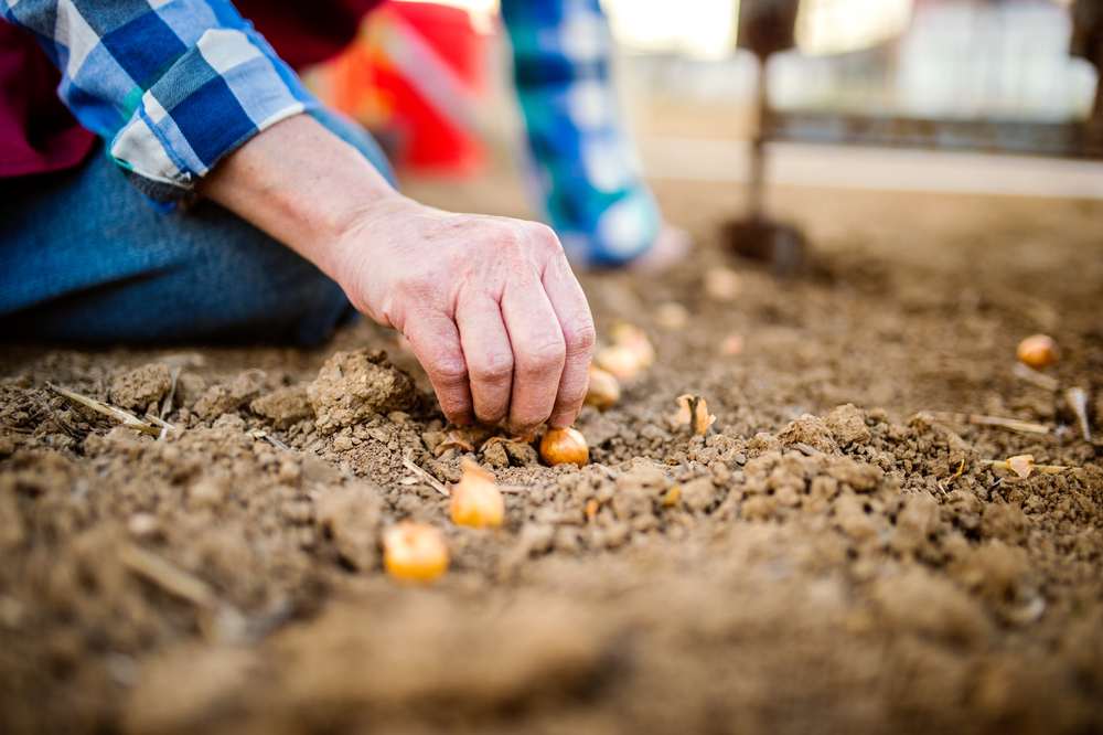 from backyard seeds to family feasts: a garden’s quiet rebellion