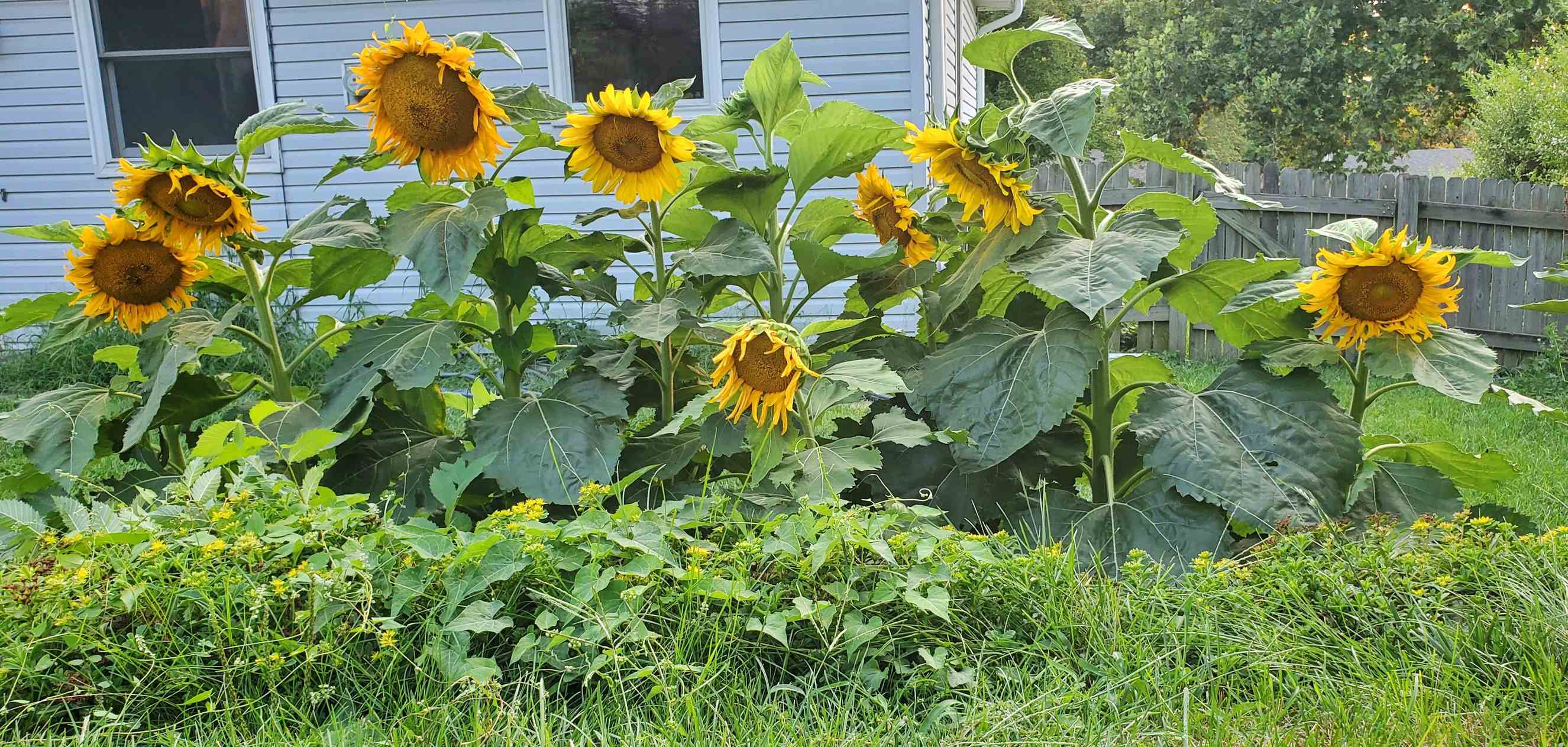 sunflowers: old memories, new gardens, and a changing neighborhood