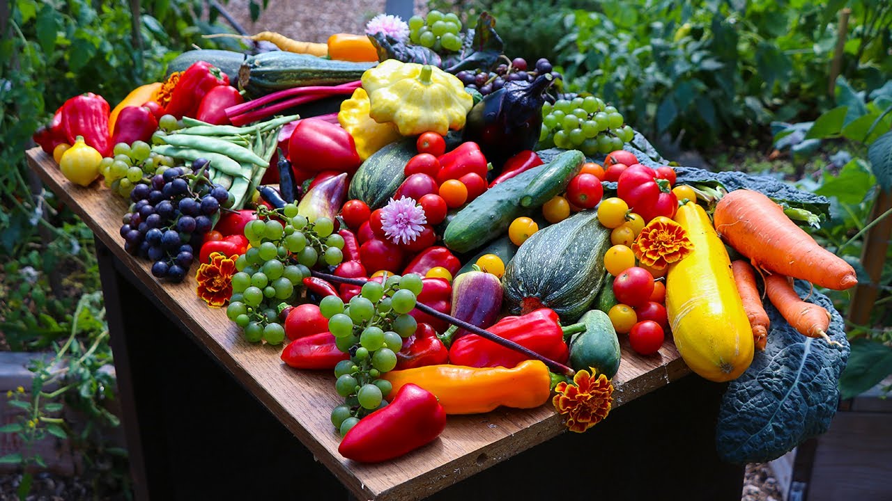 the morning harvest: old roots, new ways