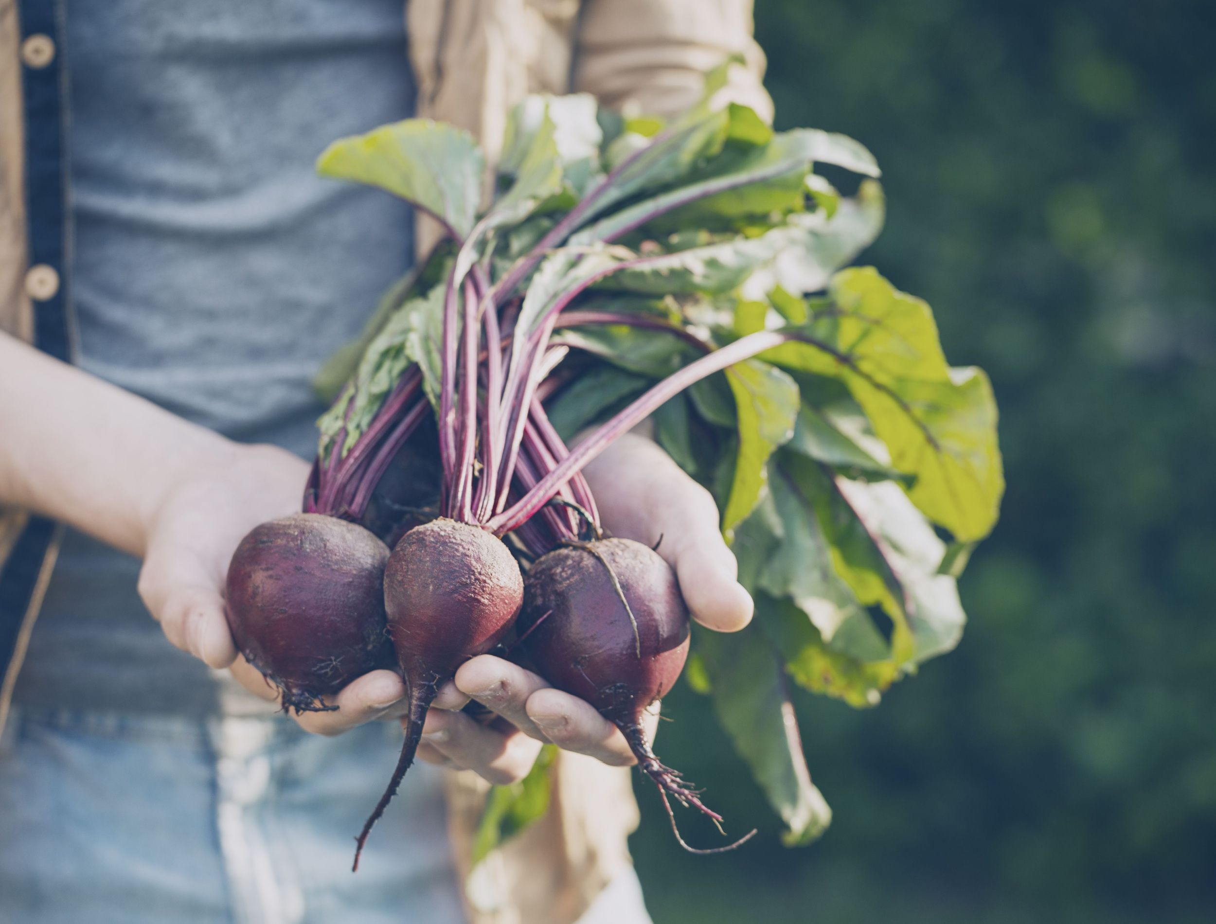 beet harvest: old wisdom meets new garden trends