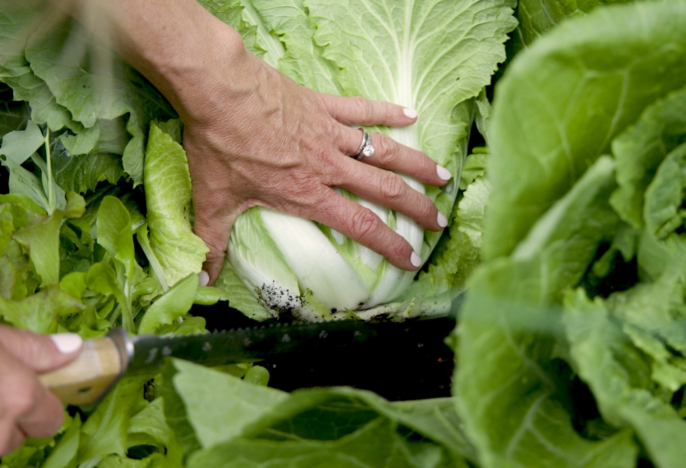 lettuce memories: old gardens meet new trends