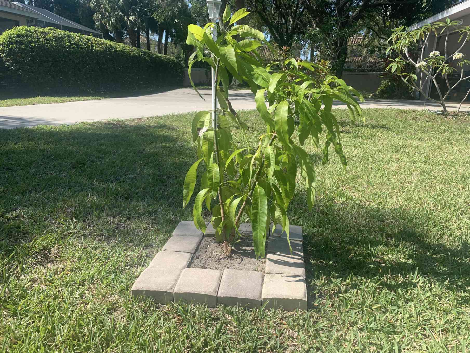 growing mangoes from seed: old wisdom vs. new ways
