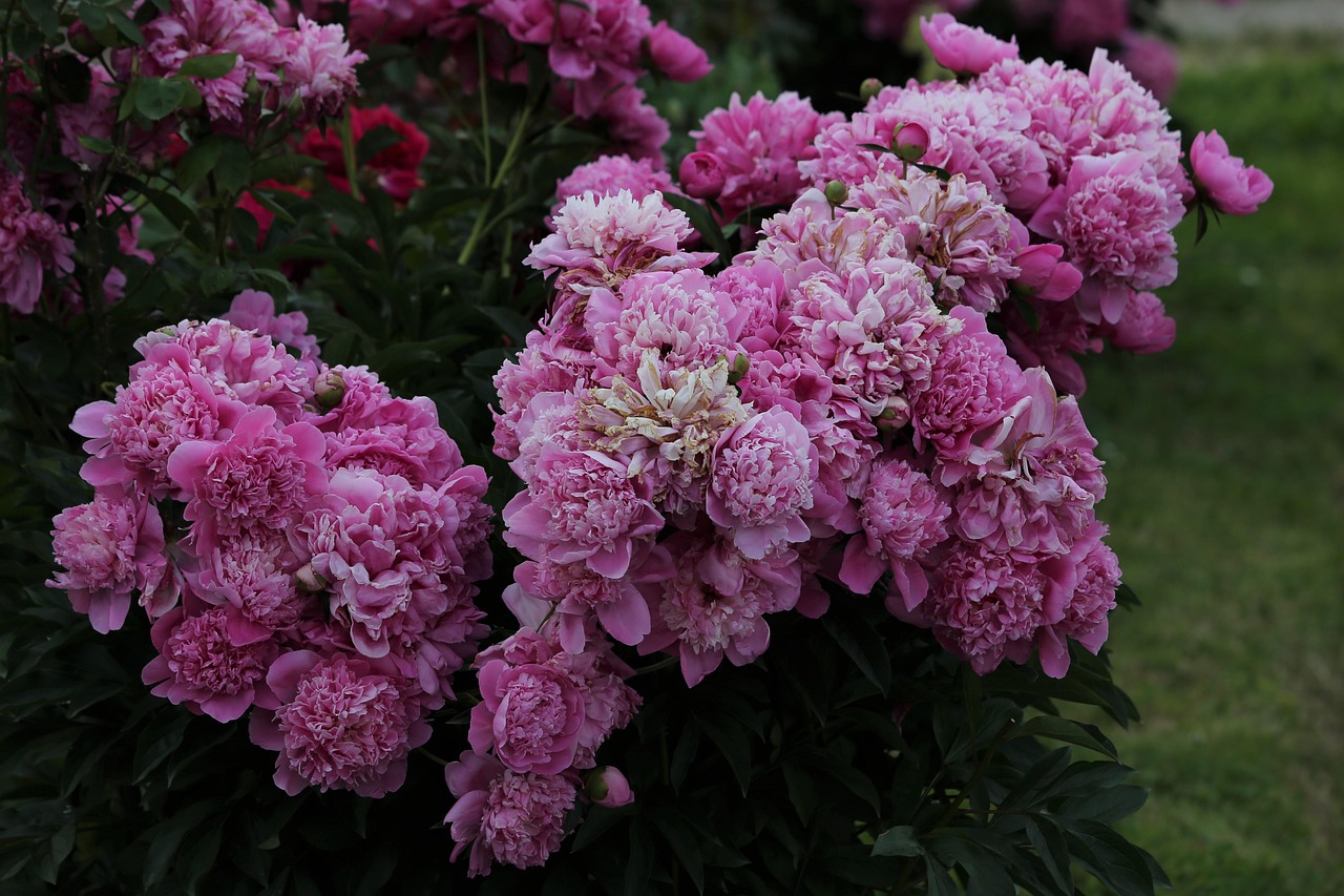 when old peonies bloom after decades of waiting
