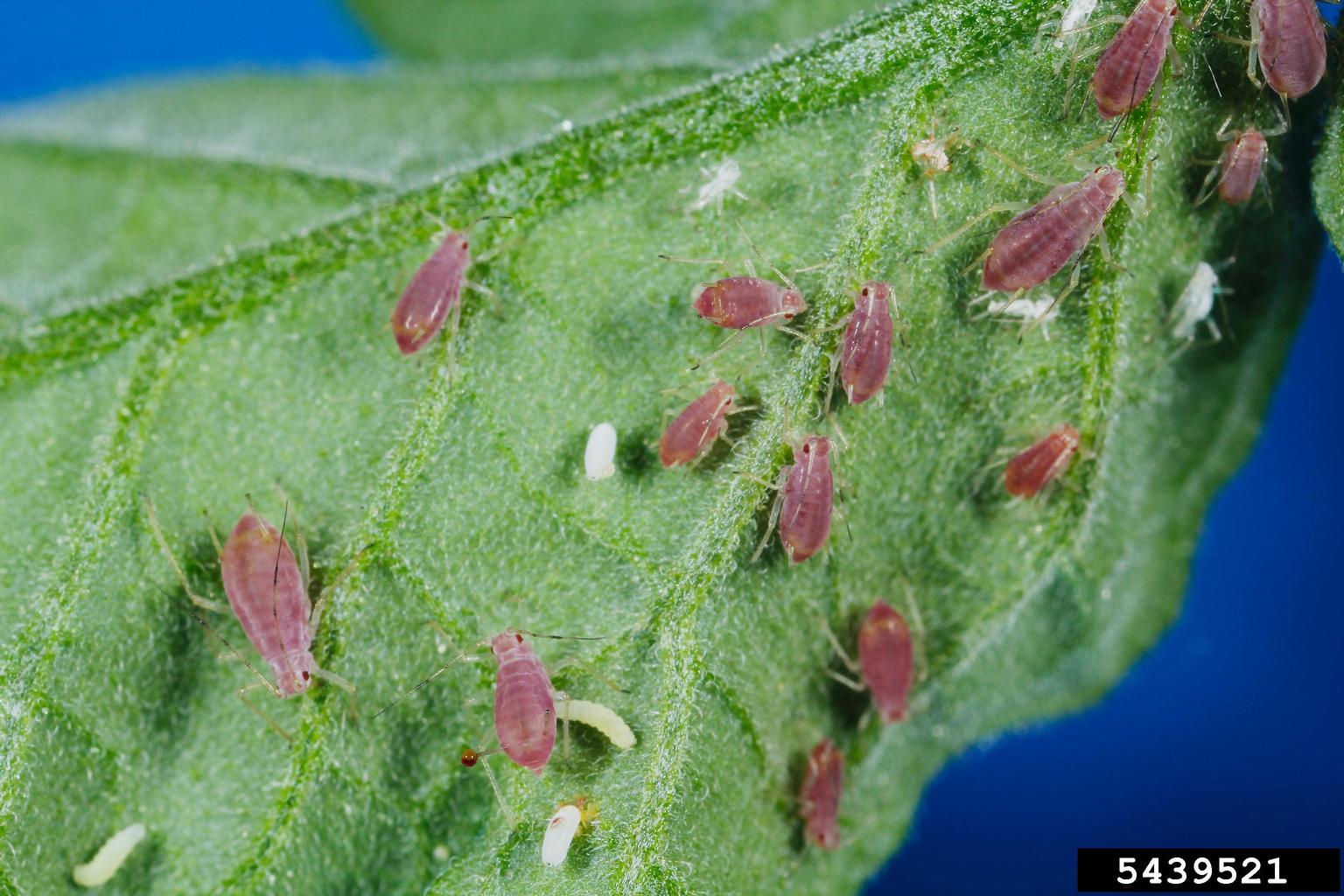 is your tomato plant friend or foe?