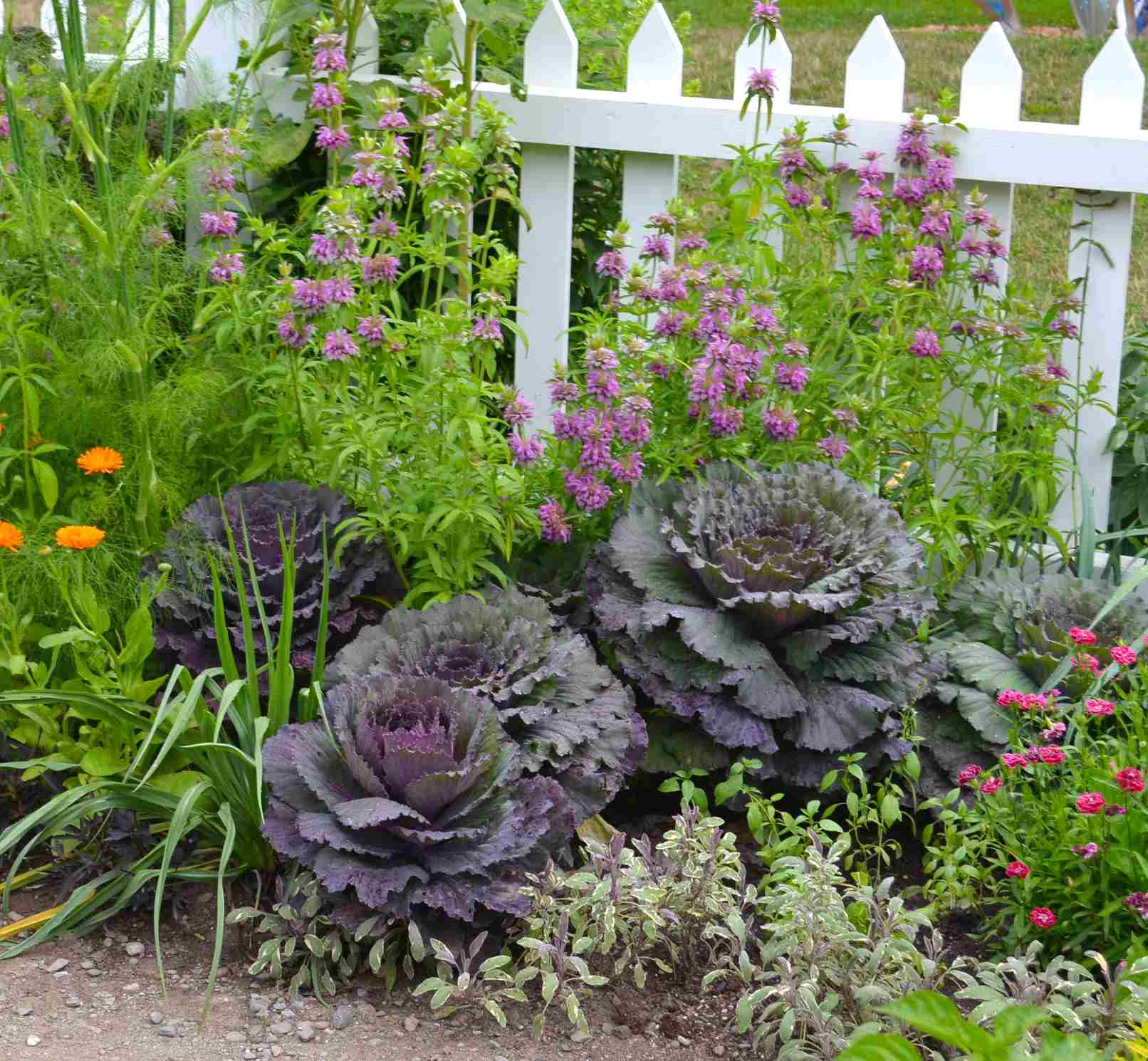 finding joy and conflict in growing brassicas in zone 10b