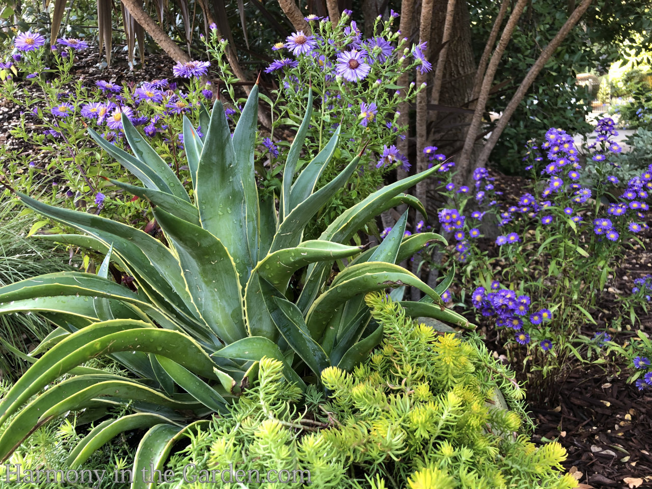 finding new joy in the late summer garden slump