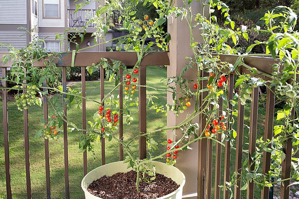 why my dad’s giant tomatoes sparked a neighborhood debate