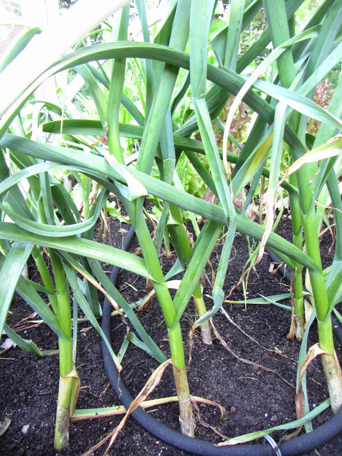 garlic harvest: old traditions meet new garden rules