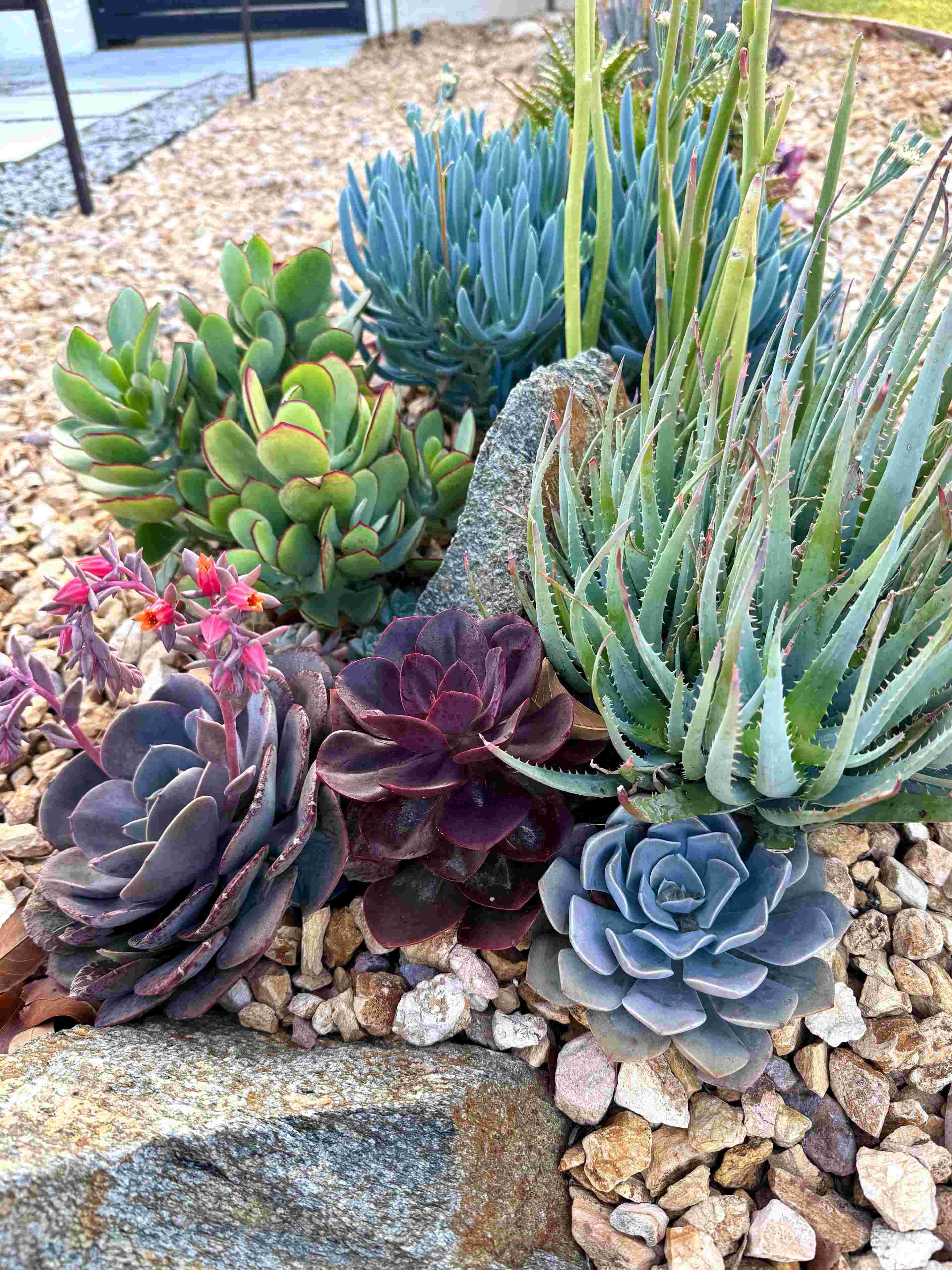 did i just unlock the secret to epic post-storm succulent colors?