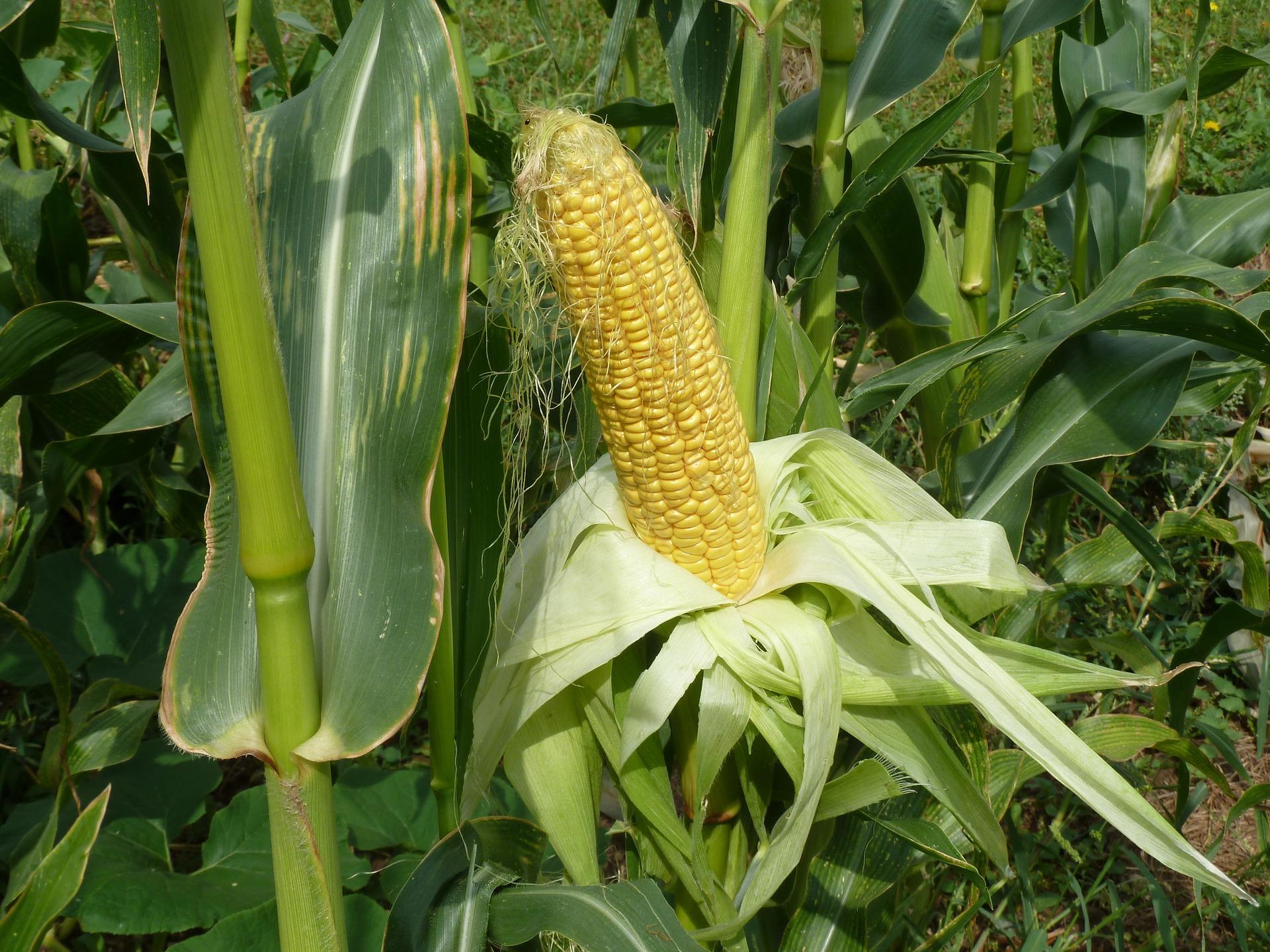 did i just become a corn whisperer by talking to my plants?