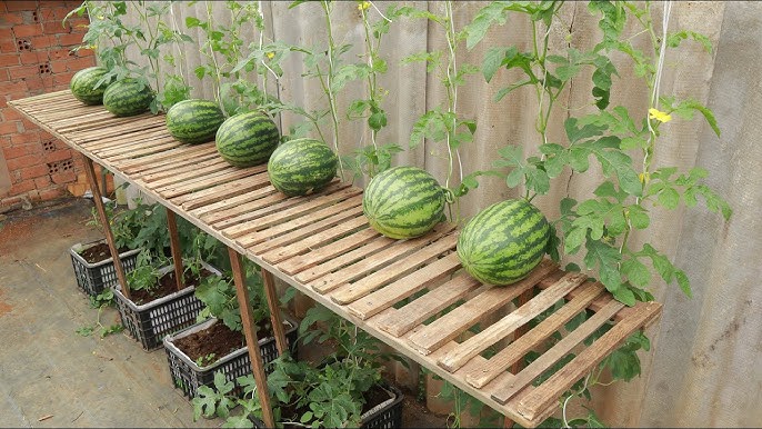 growing sugar baby watermelons: old roots, new dreams