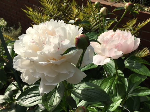 which flower brings your garden to life?