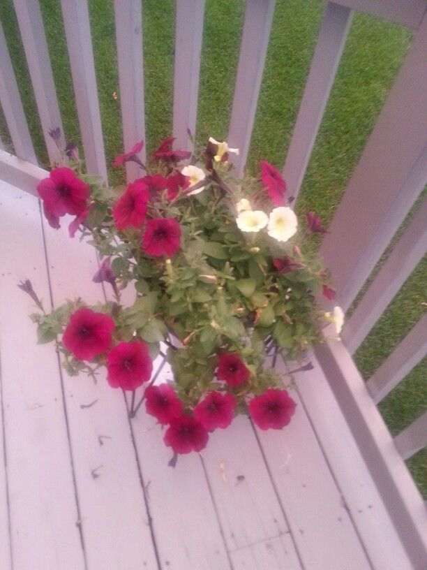 deck flowers: a bridge between old memories and new trends