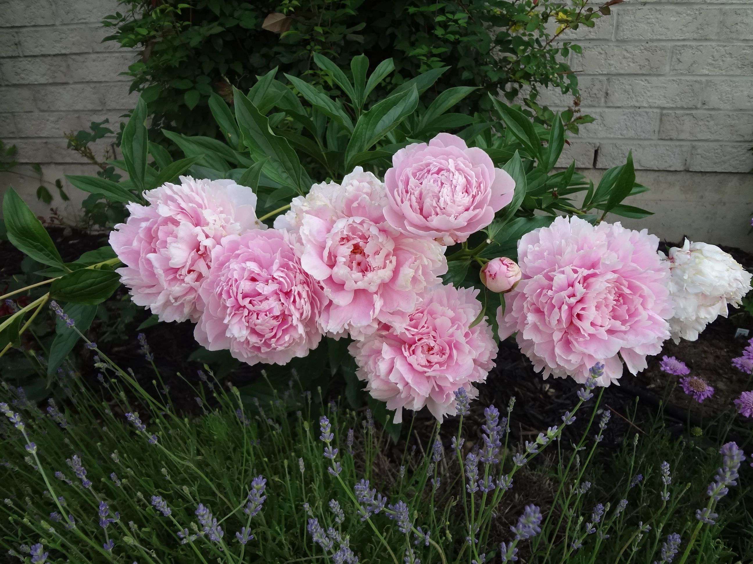 the scents that shaped our gardens and memories