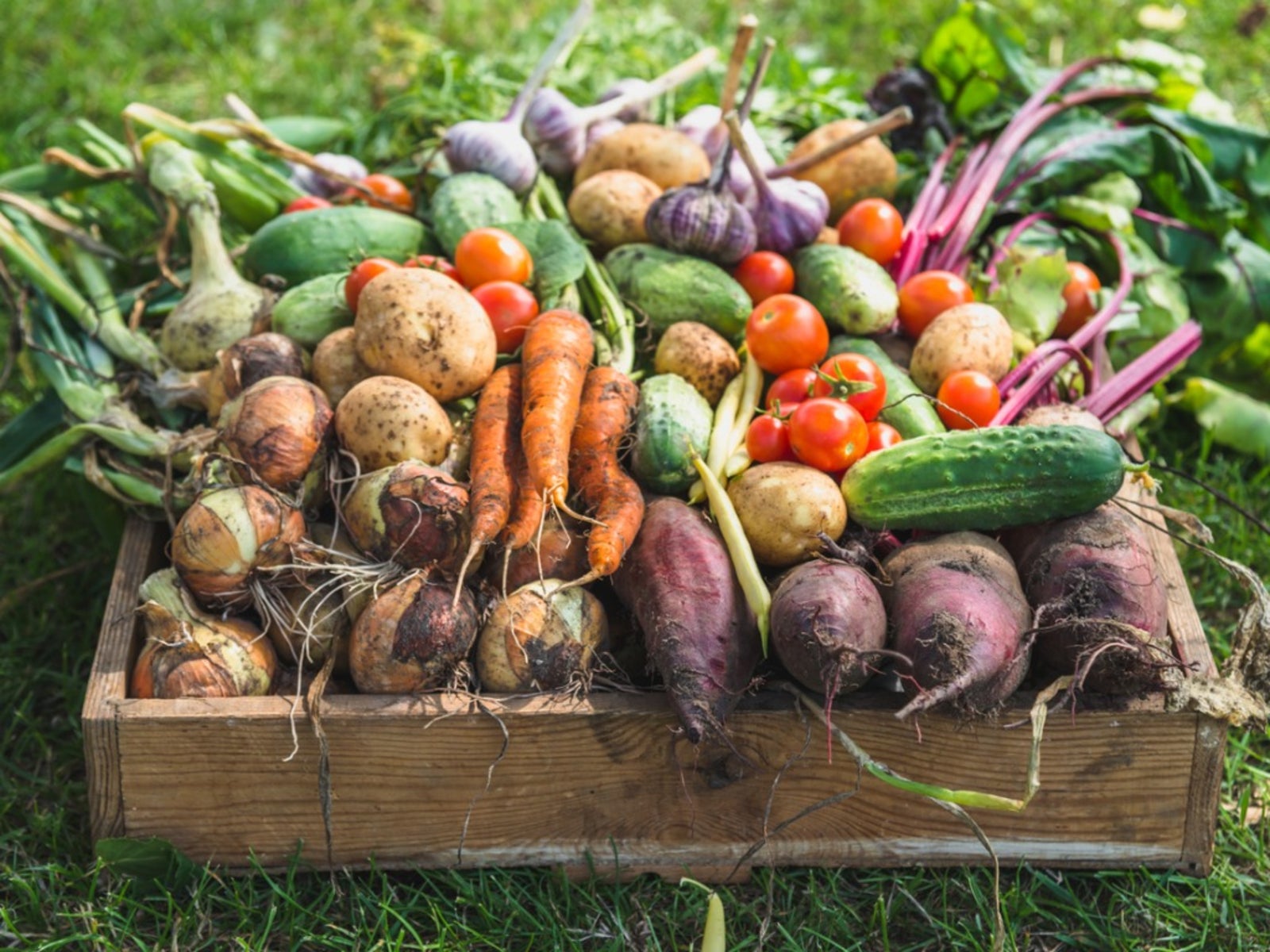 growing food at home: a journey through memory and modern life