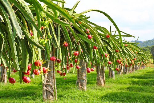 growing dragon fruit: old traditions meet new rooftop gardens