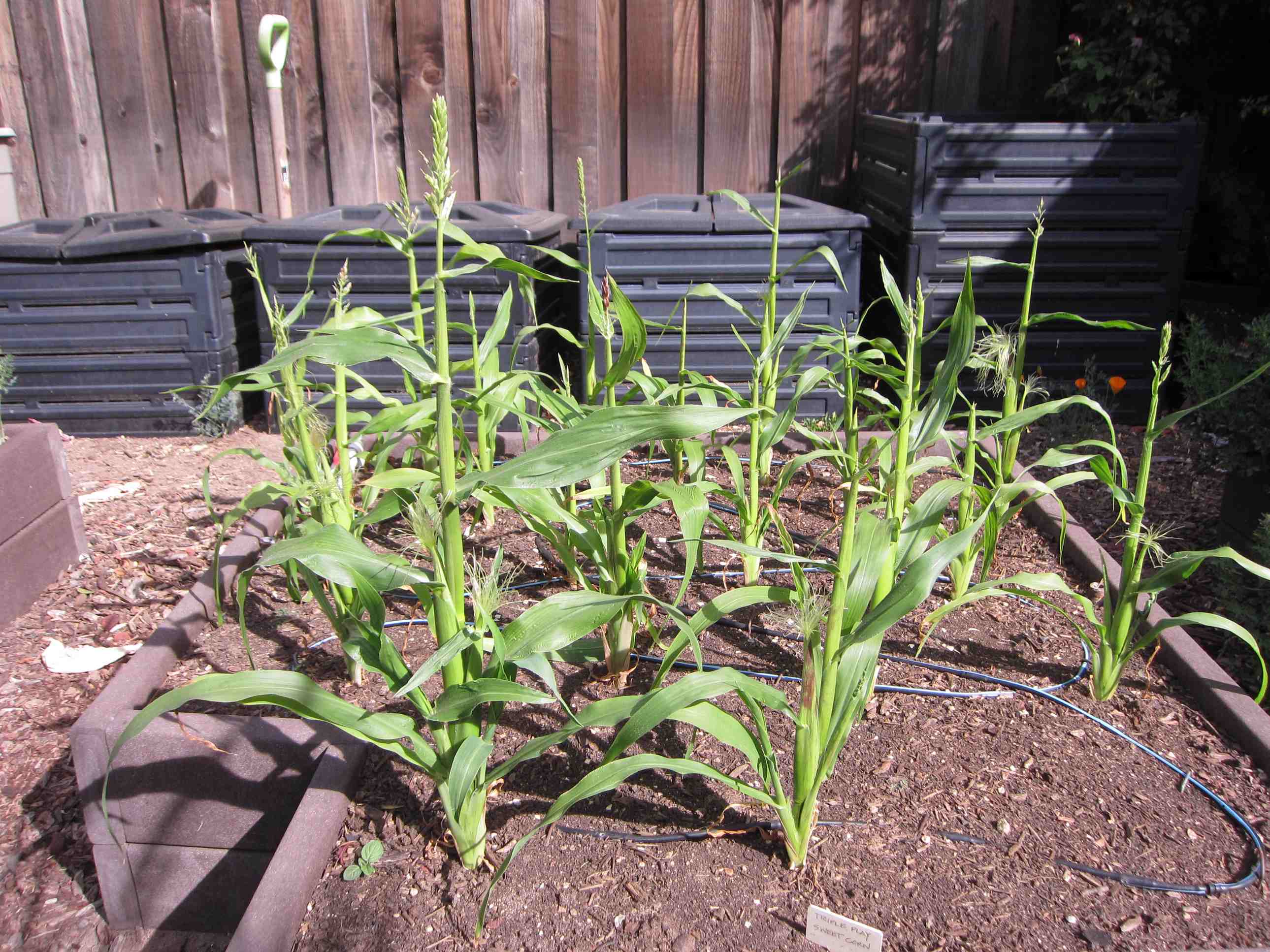 when corn fails: old wisdom vs. new garden trends