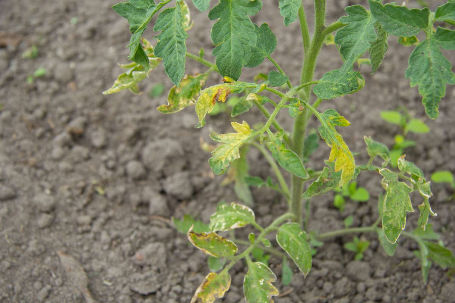 why my summer tomatoes brought only disappointment