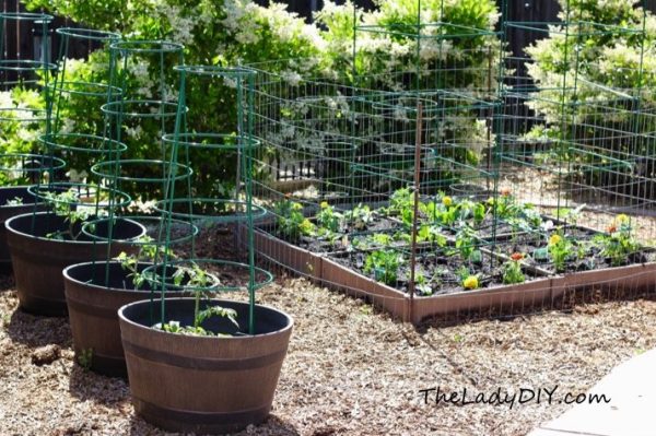 should lawns feed us or just look pretty?