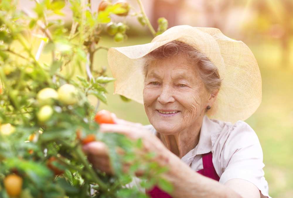 my backyard harvest: old wisdom vs. new trends