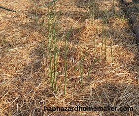 waiting three years for asparagus: was it worth it?