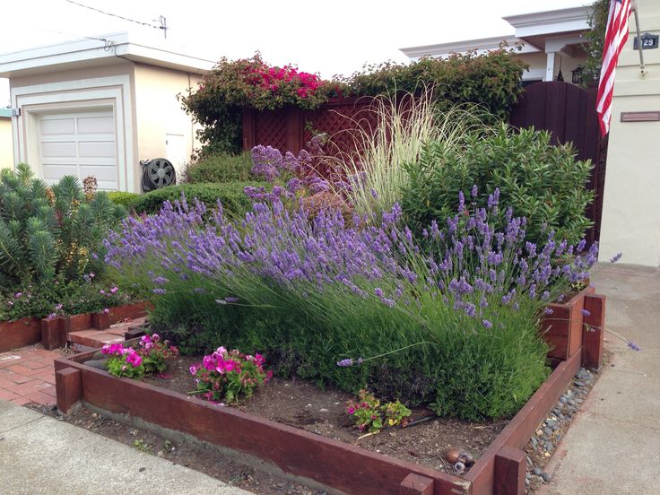 a closer look at my neighbor’s cherished garden