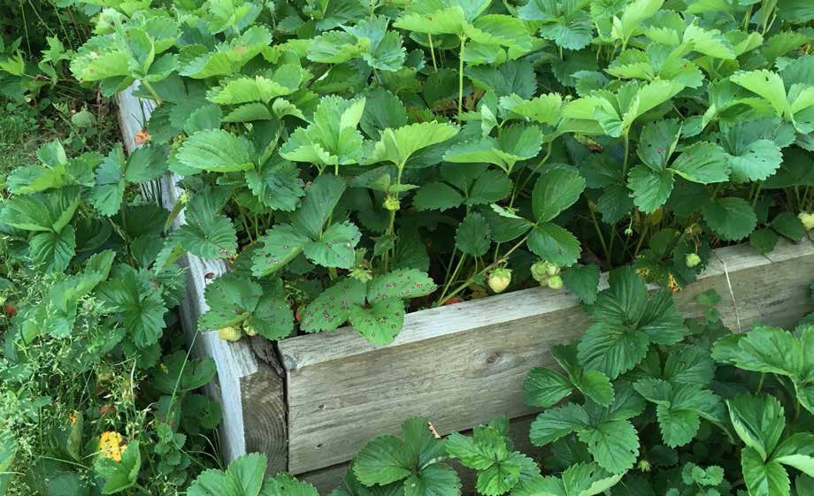 my dad’s strawberry patch: old roots, new debates