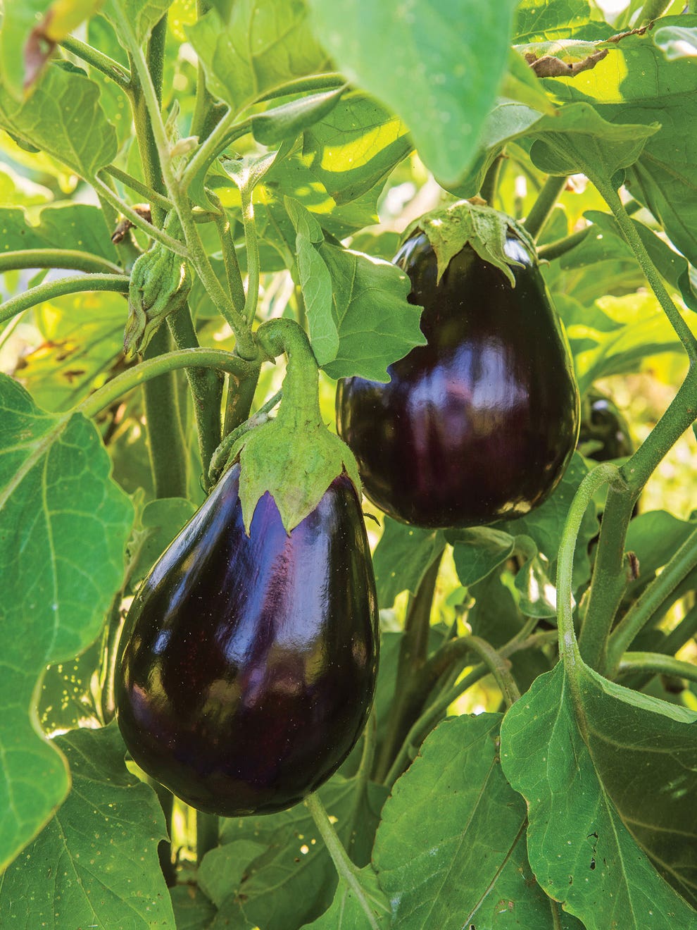 are these really black beauties or just garden imposters?