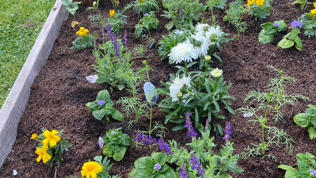 my first pansy: old memories vs. new garden rules