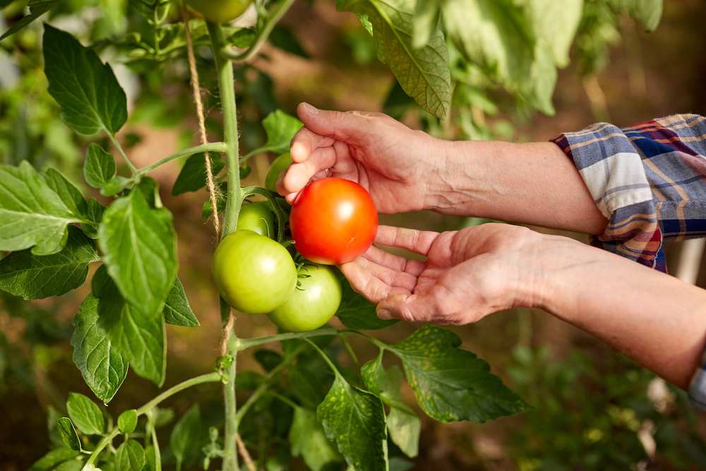 my tomato crop: old wisdom vs. new tricks