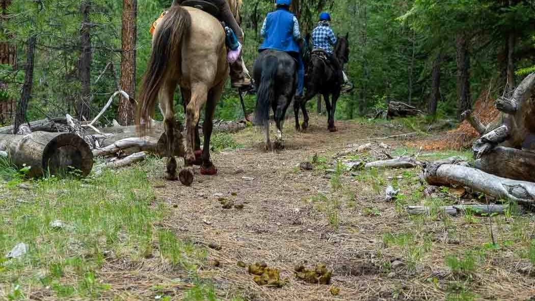 should horseback riders clean up after their horses?