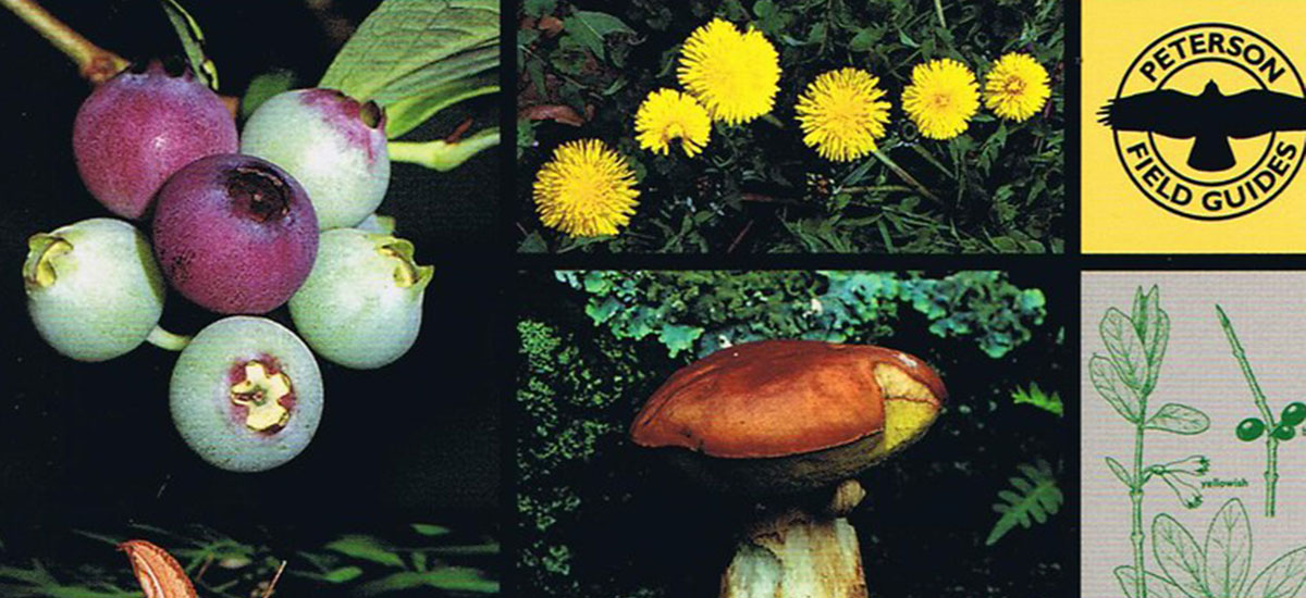 is this wild plant a hidden family treasure or a risky snack?