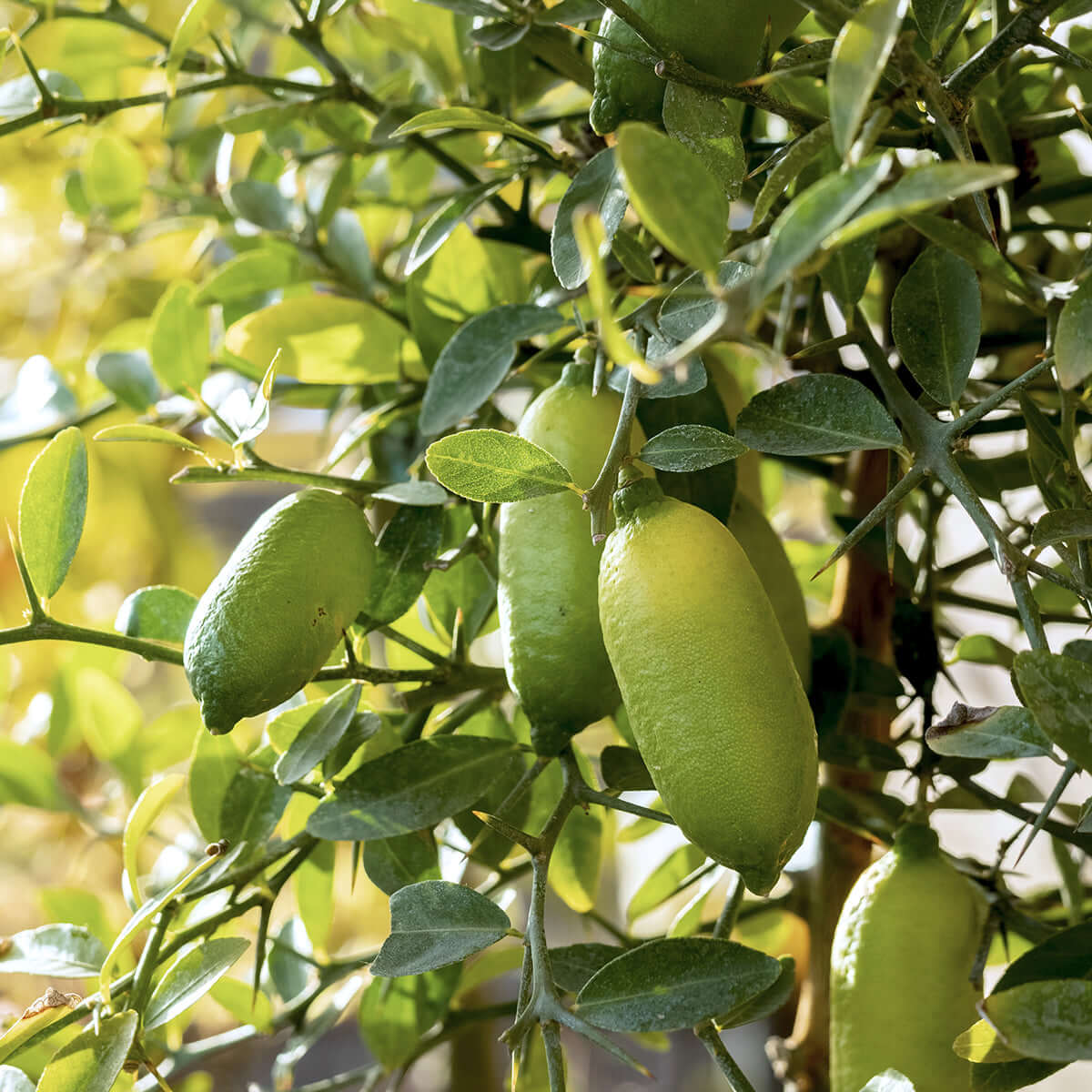 growing australian finger limes: old wisdom vs. new trends