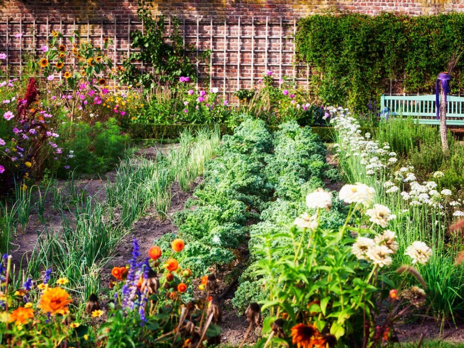 my backyard garden made the news: old roots, new dreams