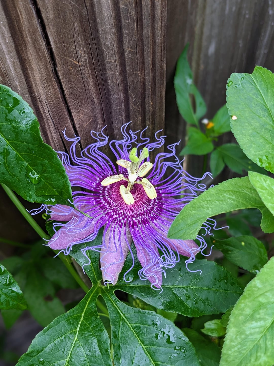 my first passion flower: memories, change, and a blooming debate