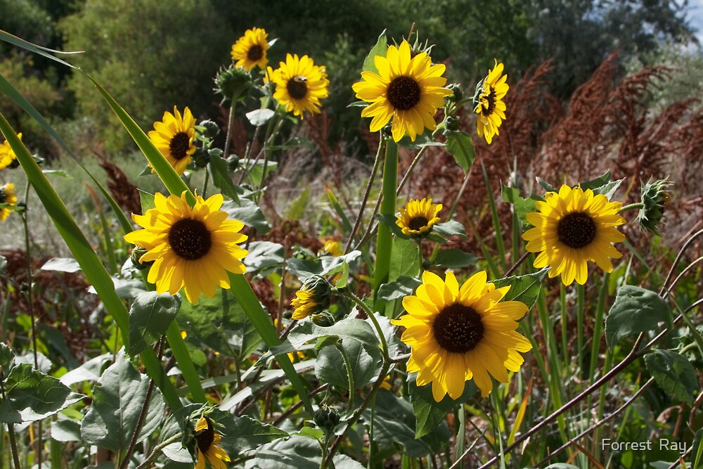 giant sunflowers: old wisdom vs. new garden rules