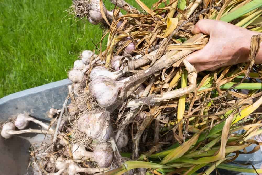planting garlic: old wisdom meets new ways in my backyard