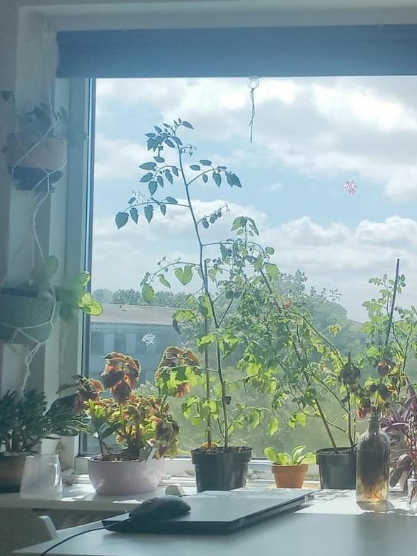 why i still start my tomatoes the old-fashioned way