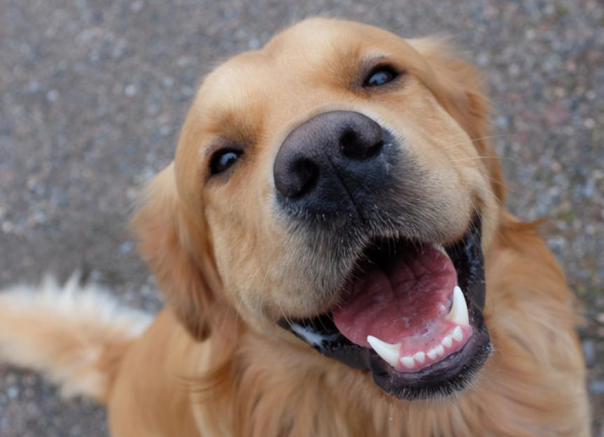 Show Me Your Pets Living Their Best Lives