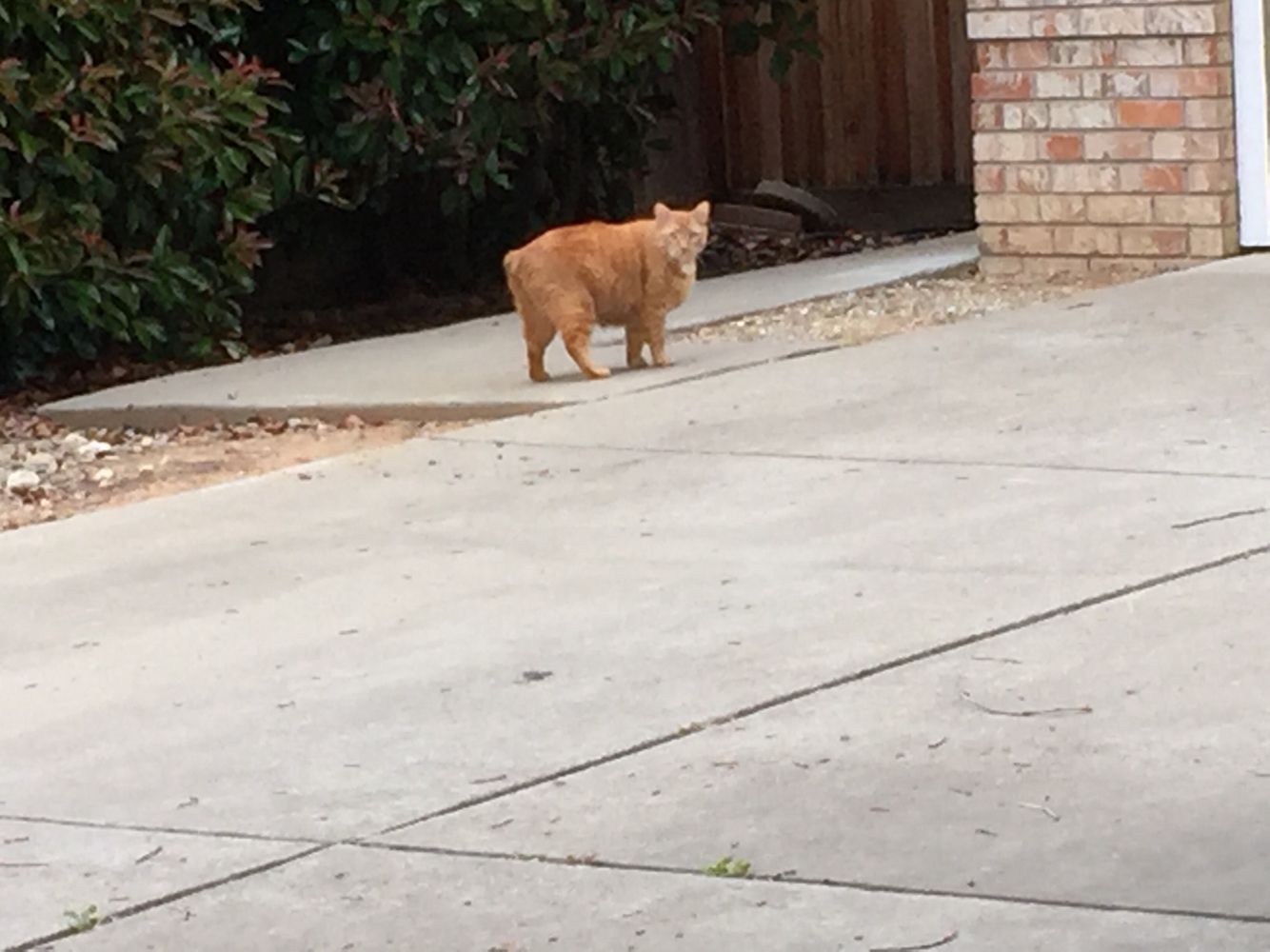 Why Does My Cat Glare at My New Puppy?