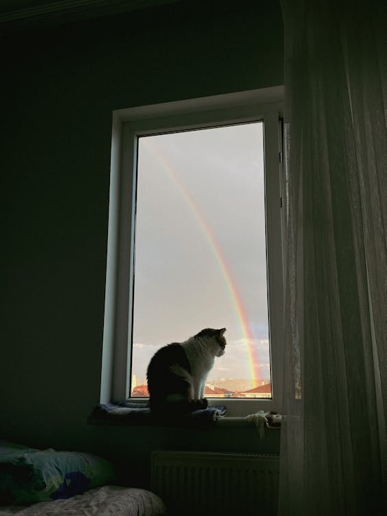 Why My Cat Is My Therapist (And Boss)