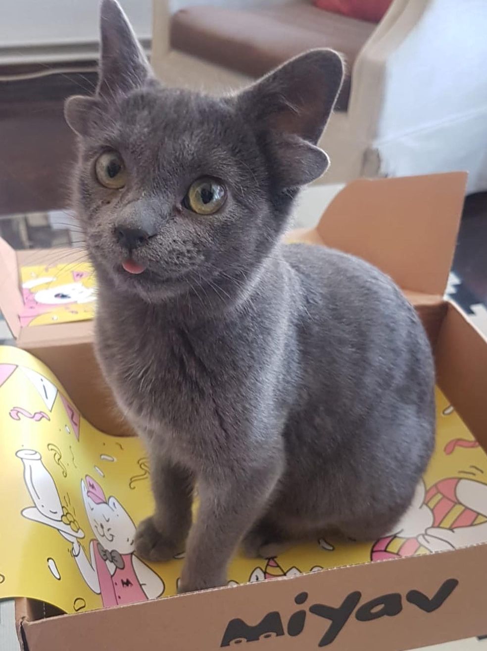 Meet My Cat: Double the Ears, Double the Sass