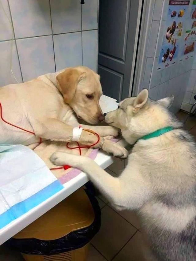 Dog Detects My Flu Before I Did