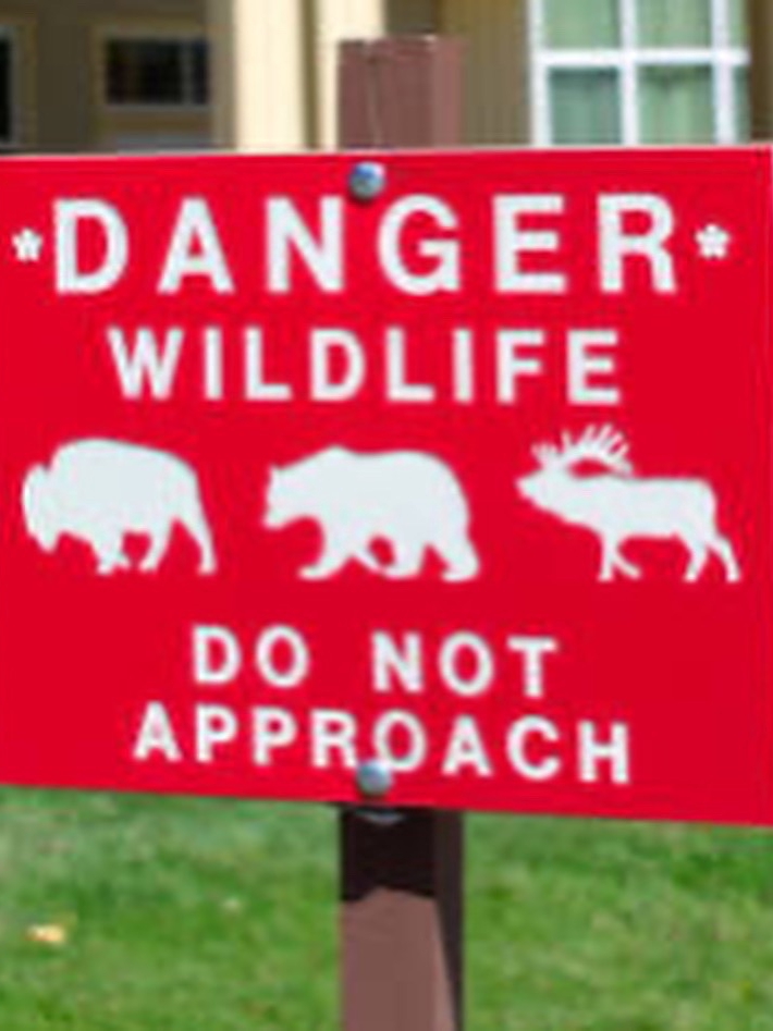 Tourists Get Way Too Close to Grizzlies